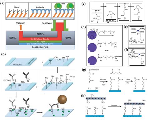 Schematic illustration of silanization in microchannels with a glass ...