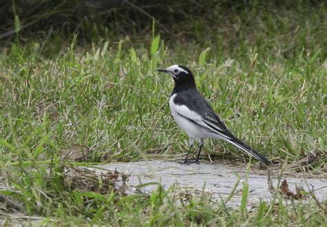 White Wagtail Which Subspecies Sichuan China Rwhatsthisbird