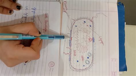 Structure of eubacteria - YouTube