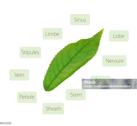 Leaf Anatomy Diagram Stock Photo - Download Image Now - Anatomy, Biology, Diagram - iStock