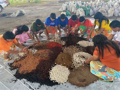 Mulheres Xavantes Coletam Sementes Nativas Do Cerrado Para Reflorestar