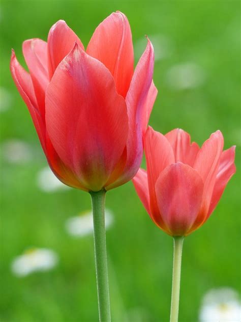 21+ Gambar Bunga Tulip Warna Merah yang Lagi Viral - Informasi Seputar Tanaman Hias