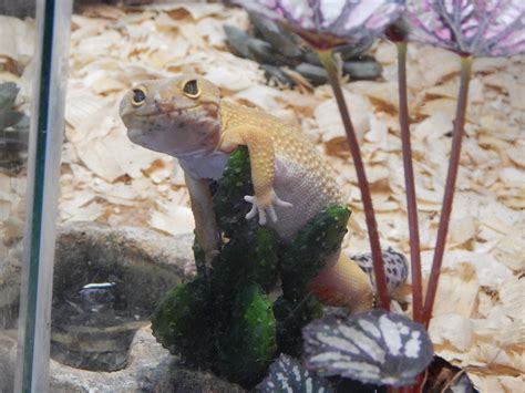 Fancy Leopard Gecko Leopard Gecko Gecko Fish Pet