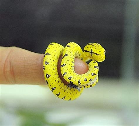 26 Adorable Snakes That Will Make You Love Them Instead Of Fear