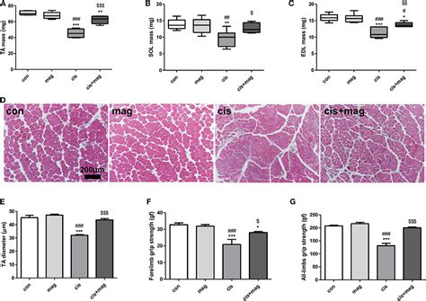 Frontiers Magnolol Attenuates Cisplatin Induced Muscle Wasting By M C