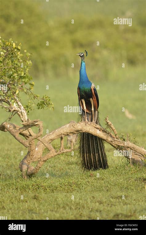 Indian Peafowl Pavo Cristatus Adult Male Perched On Low Branch Yala