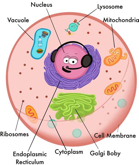 What do lysosome do