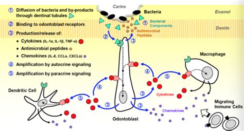 Biochemistry Exam Signal Transduction Flashcards Quizlet