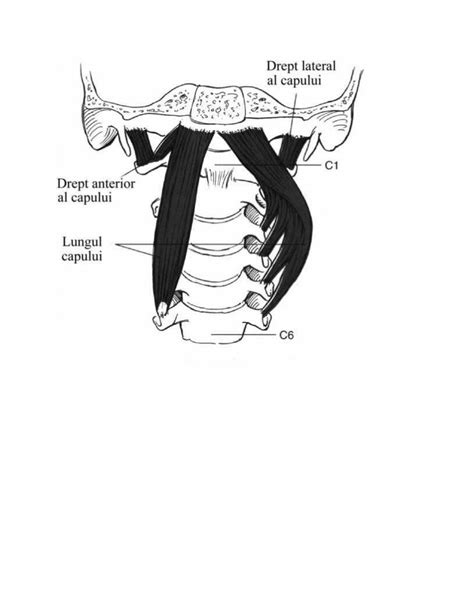 DOCX Poze Anatomie DOKUMEN TIPS