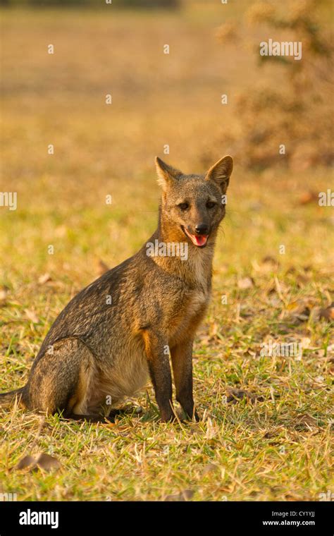 Crab Eating Fox Cerdocyon Thous Stock Photo Alamy