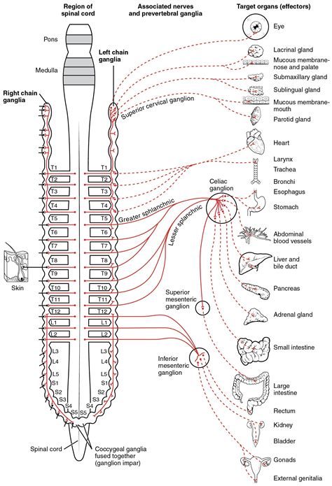 What Is A Ganglion In The Nervous System George Bigby Kapsels