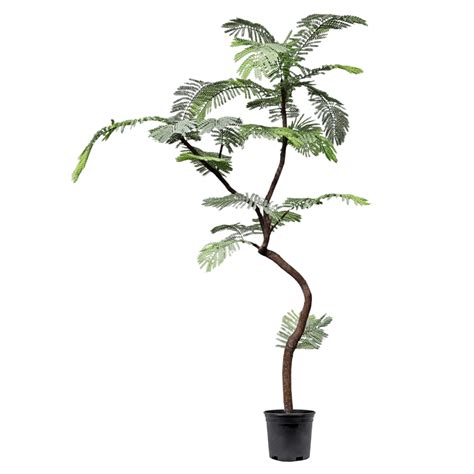 Delonix Regia Tree In Growers Pot Hand Drilled On Natural Trunk 75