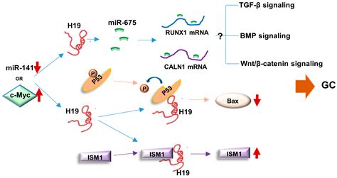 Ijms Free Full Text The Interplay Of Lncrna H19 And Its Binding