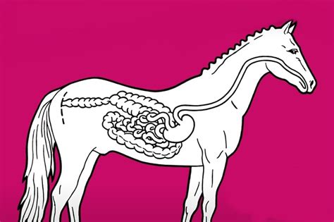 Hestens fordøjelsessystem | Stor PAVO guide | Pavo