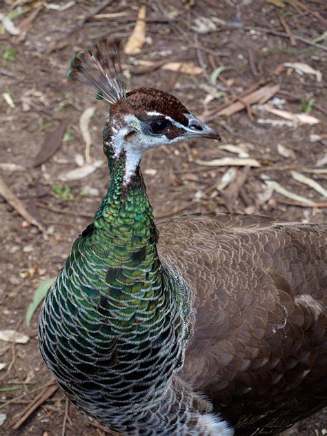 Peahen Photograph by Michaela Perryman - Pixels