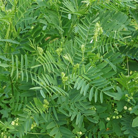 Galéga officinal (Galega officinalis)