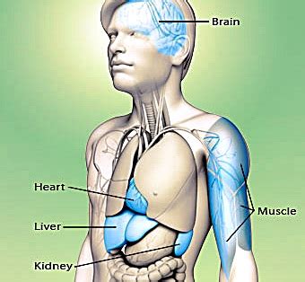 Low AST Levels, Normal and High – Causes