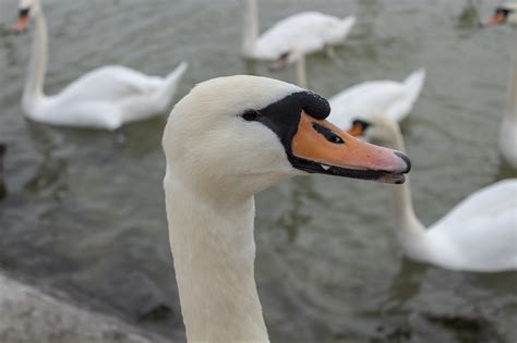 Swan Cam Oiseau D Eau Photo Gratuite Sur Pixabay Pixabay