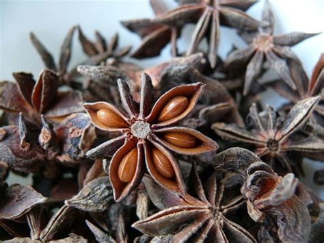 What Is Star Anise Spice Definitions Amazing Food Made Easy