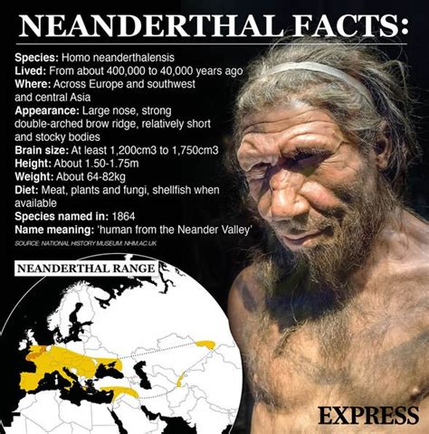 Archaeology News Spectacular Ancient Neanderthal Found In Burial