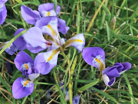 Iris unguicularis. Algerian Iris. | Flora, Iradaceae