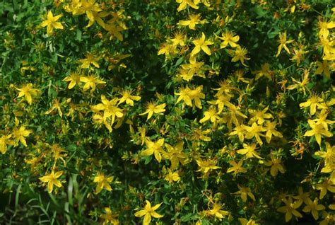 Echtes Johanniskraut Hypericum Perforatum Blumen Und Natur