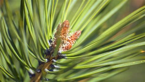 Conifer Tree Facts Garden Guides