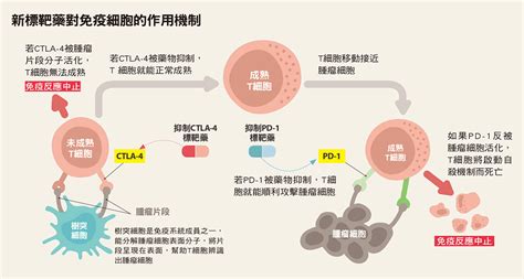 「免疫標靶療法」對付多種癌症可望有效！ 康健雜誌