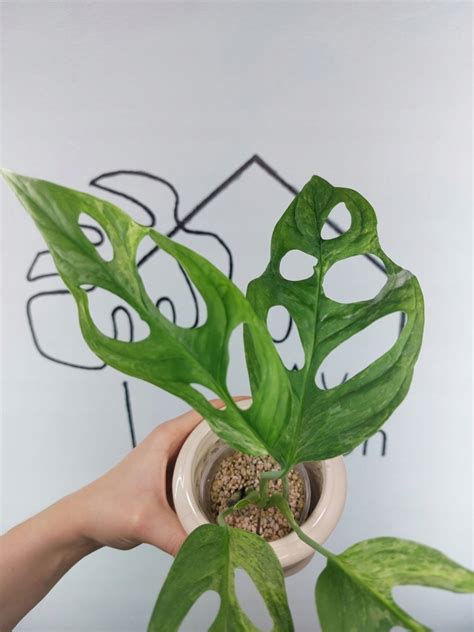 Monstera Adansonii Indonesian Marble Niska Cena Na Allegro Pl