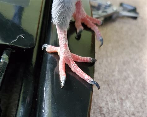 Pigeon Feet