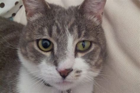 Anisocoria In Cats Causes Care Guide Vet Answer Catster