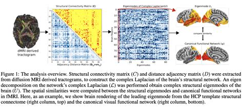 Applying Computational Tools to Neuroimaging Data to Further Understand the Brain's Structure ...