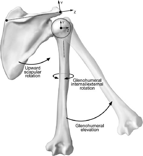 The Scapular And Humeral Coordinate Systems As Well As Glenohumeral Download Scientific Diagram