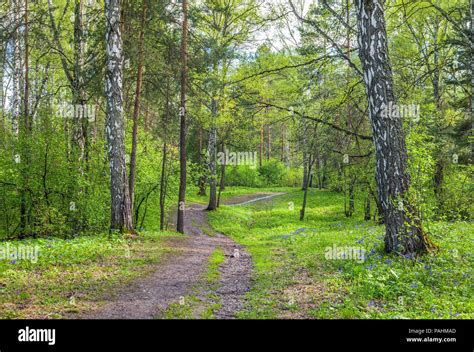 Summer in the Siberian forest Stock Photo - Alamy