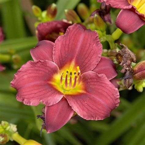 Taglilie Pardon Me Hemerocallis