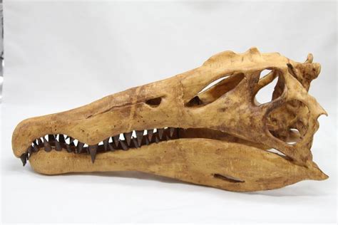 Replica Spinosaurus Dinosaur Skull - - - 44×20×13 cm - Catawiki