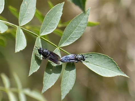 Online Crop Hd Wallpaper Insects Mating Copulation Blackfly