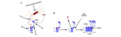 | Scheme for N 0 P and the assembly of nucleocapsid-like particles ...