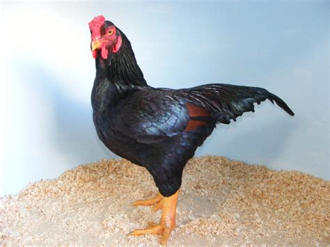 Fancy Chicken Breeds - Poultry Hub Australia