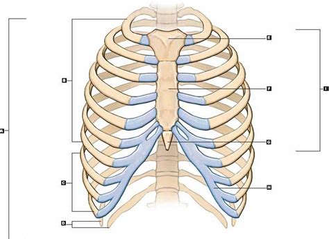 Thoracic Cage Diagram Diagram Quizlet