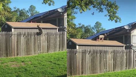 Coyote Jumps Foot Fence Near Houston