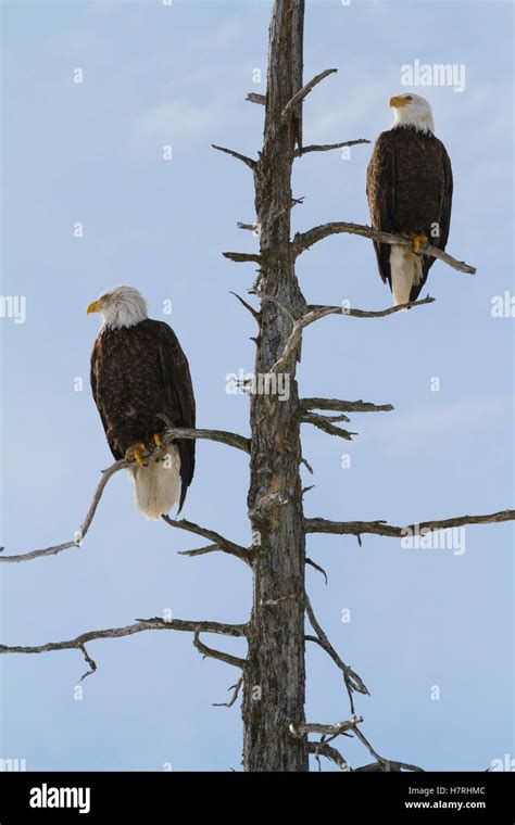 A Pair Of Bald Eagles Haliaeetus Leucocephalus Perch In A Saltwater