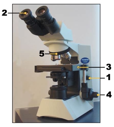 Microbiology Lab Midterm Review Microscope Inoculating Tools Spread