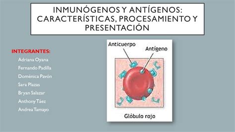 Inmunógenos y antígenos Características procesamiento y presentación