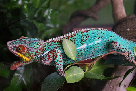 Top Most Interesting Facts About Chameleons Sprintally