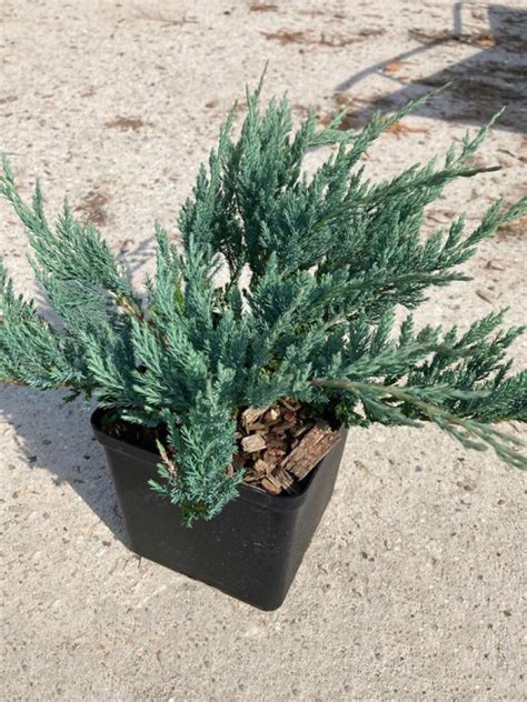 Можжевельник горизонтальный Juniperus horizontalis Blue Chip C2 h