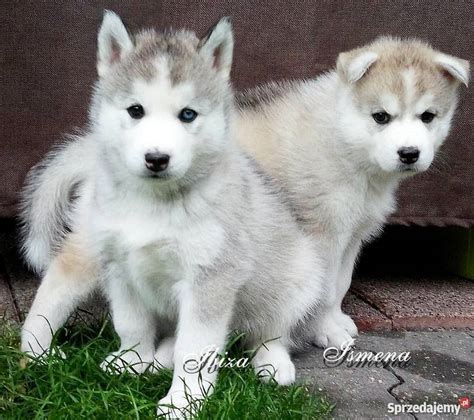 SZCZENIAKI Siberian Husky PLATYNOWE suczki Ruda Śląska Sprzedajemy pl