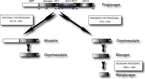 Tissue Specific Post Translational Processing Of Proglucagon Into The