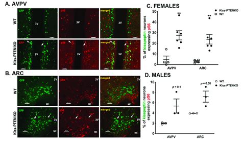 Increased Downstream MTOR Signaling In Female Kiss PTEN KO AVPV And ARC