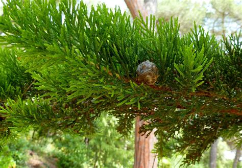 Árboles con alma: Ciprés de Monterrey. Xiprer de Lambert.(Cupressus macrocarpa)